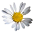 white aster