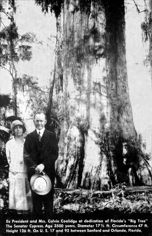 The Senator Cypress and Calvin Coolidge