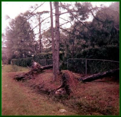 trees lying across and cutting into a chain link fence in Garden City