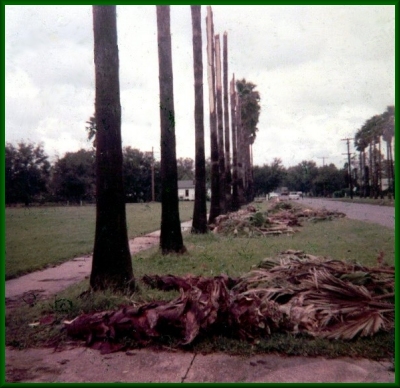 palm trees after Hurricane Dora