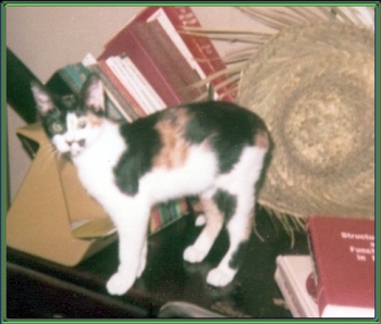 Pillsbury at my desk